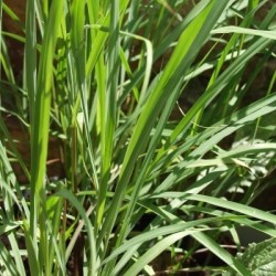 citronela (Cymbopogon flexuosus) - semillas no tratadas