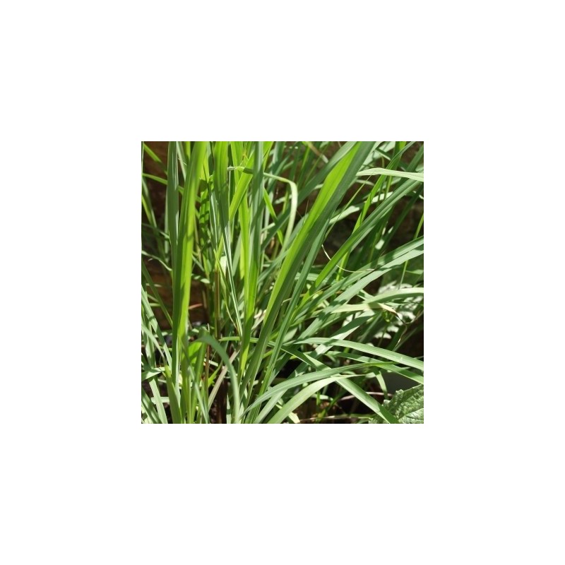 citronela (Cymbopogon flexuosus) - semillas no tratadas