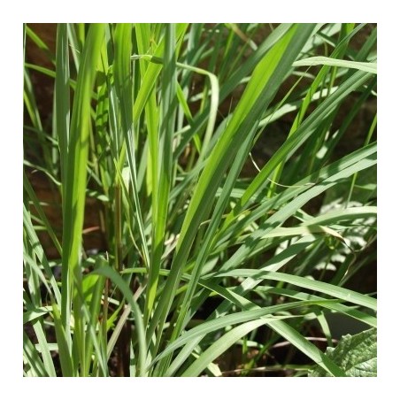 citronela (Cymbopogon flexuosus) - semillas no tratadas