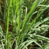 citronela (Cymbopogon flexuosus) - semillas no tratadas