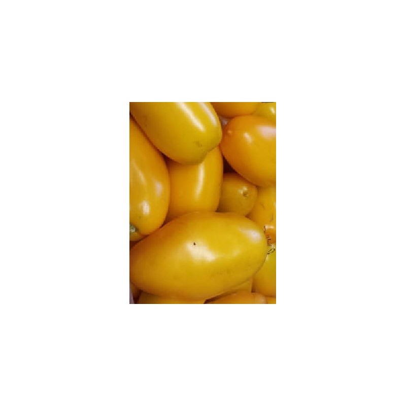 semillas de tomate roman candle