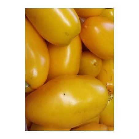 semillas de tomate roman candle