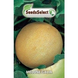melon galia