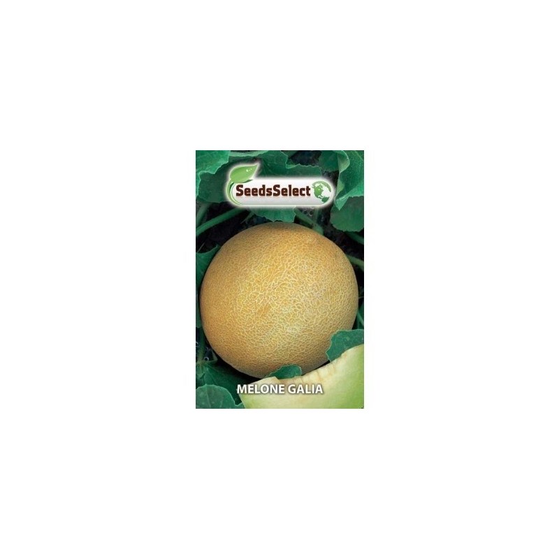 melon galia