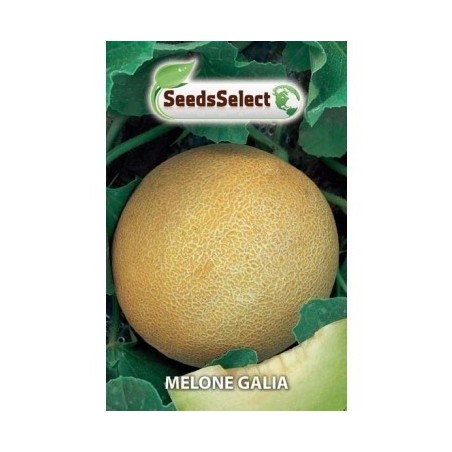 melon galia