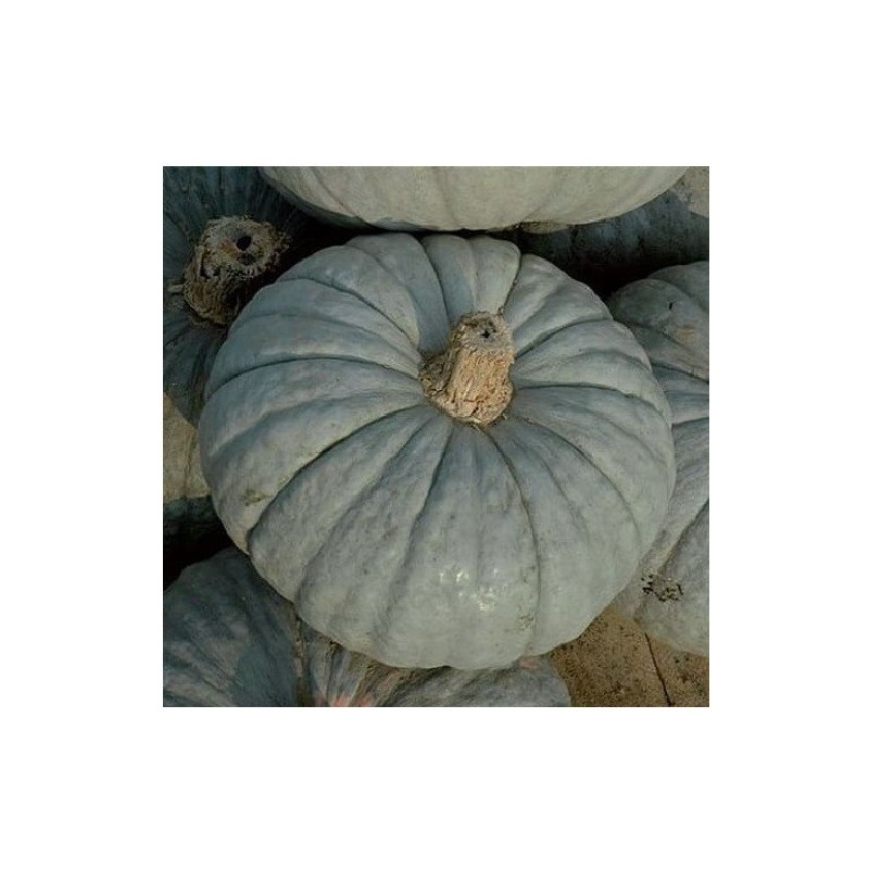 calabaza Beretta piacentina  (semillas no tratadas)