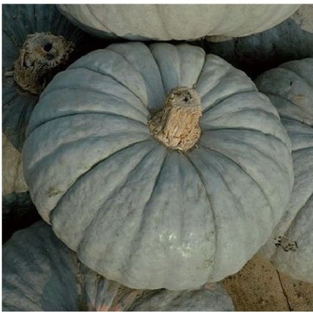 calabaza Beretta piacentina  (semillas no tratadas)