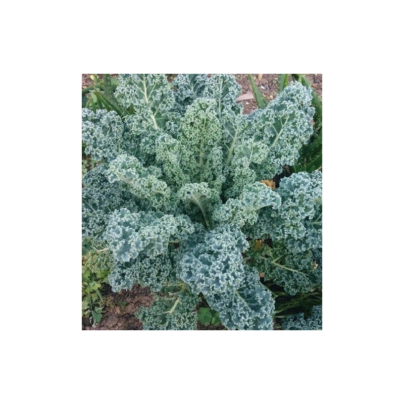 kale blue scotch curled - semillas ecolÃ³gicas