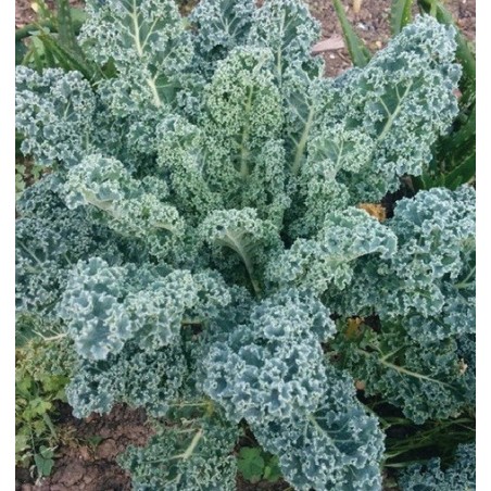 kale blue scotch curled - semillas ecolÃ³gicas