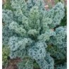 kale blue scotch curled - semillas ecolÃ³gicas