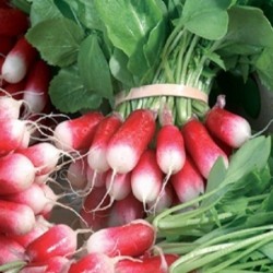 rabanito desayuno frances F1 (semillas no tratadas)