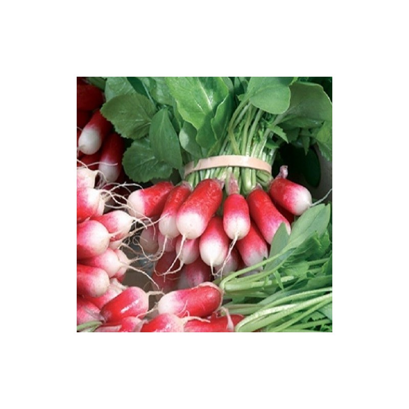 rabanito desayuno frances F1 (semillas no tratadas)