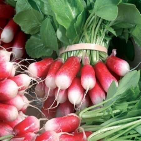 rabanito desayuno frances F1 (semillas no tratadas)