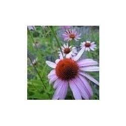 Semillas de Equinacea (Echinacea angustifolia)