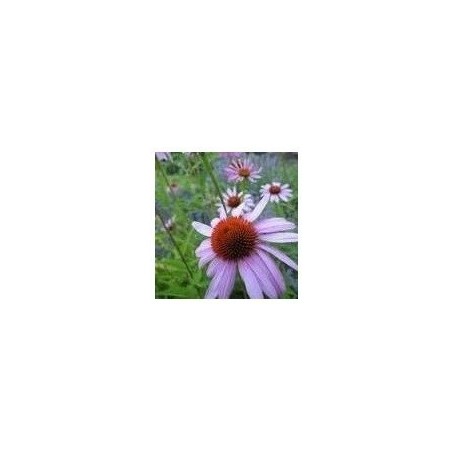 Semillas de Equinacea (Echinacea angustifolia)