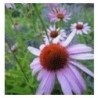 Semillas de Equinacea (Echinacea angustifolia)