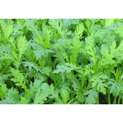 chopsuey - crisantemo garland -  Shungiku - semillas sin tratamiento