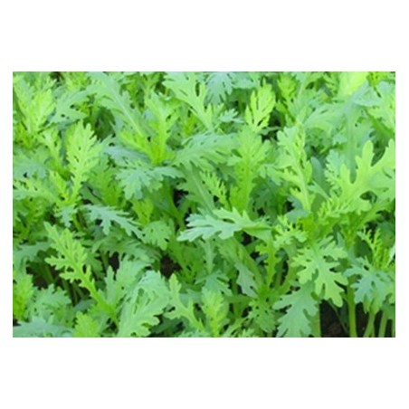 chopsuey - crisantemo garland -  Shungiku - semillas sin tratamiento