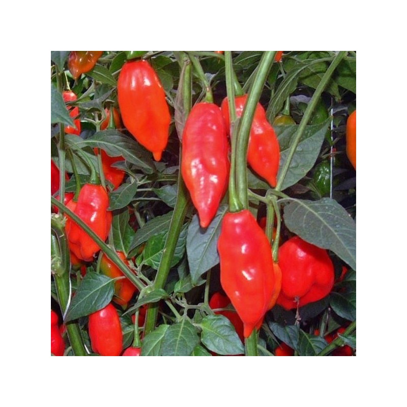 pimiento hot Paper Lantern