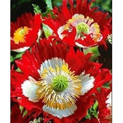 Amapola Danish Flag semillas no tratadas