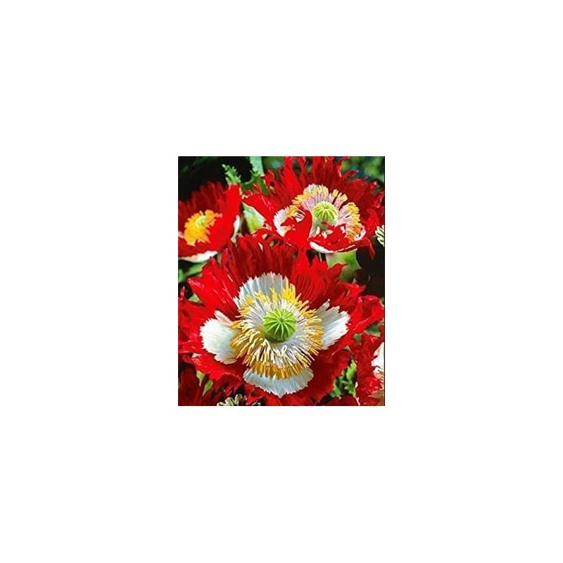 Amapola Danish Flag semillas no tratadas