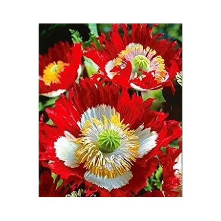 Amapola Danish Flag semillas no tratadas