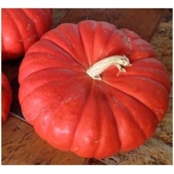 Calabaza Rouge Vif D'Etampes - semillas no tratadas
