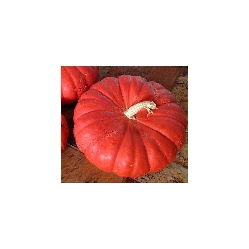Calabaza Rouge Vif D'Etampes - semillas no tratadas