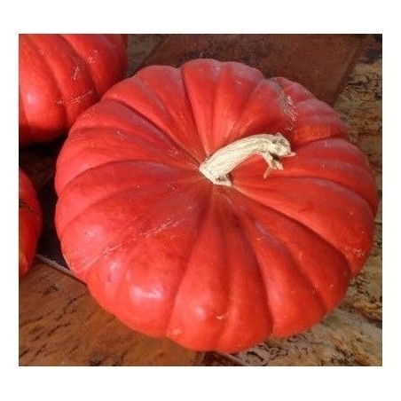 Calabaza Rouge Vif D'Etampes - semillas no tratadas