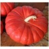 Calabaza Rouge Vif D'Etampes - semillas no tratadas