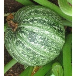 calabacin redondo de piacenza