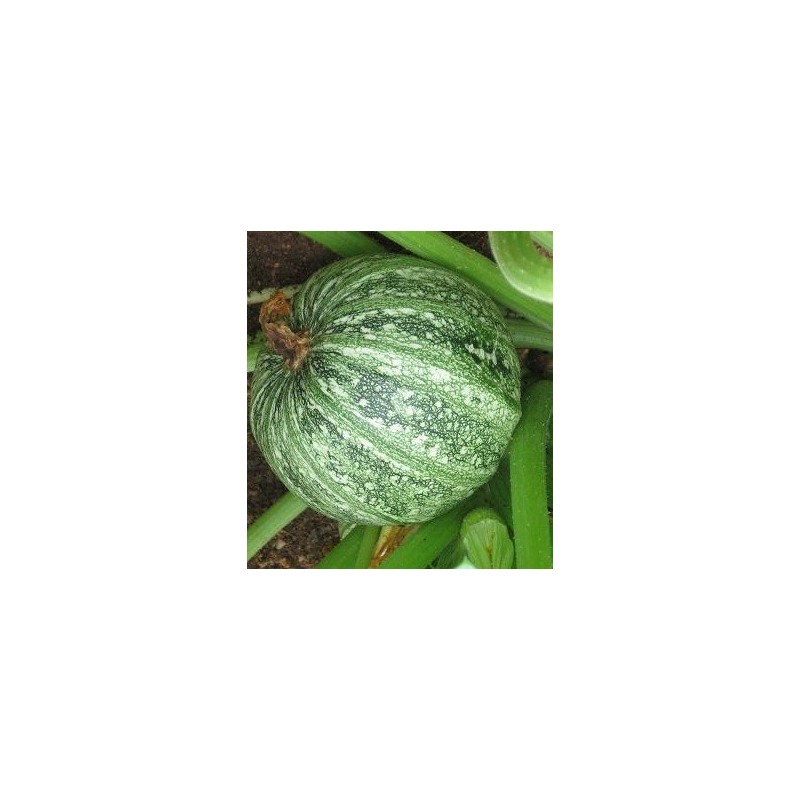 calabacin redondo de piacenza