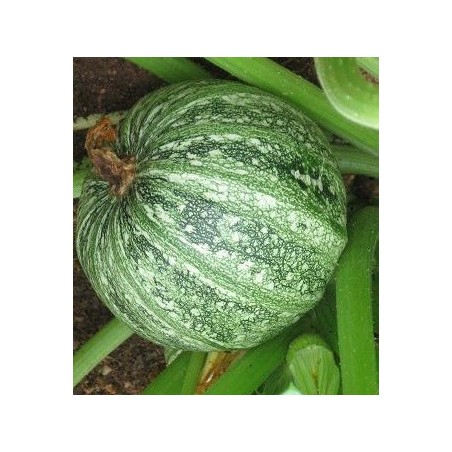 calabacin redondo de piacenza