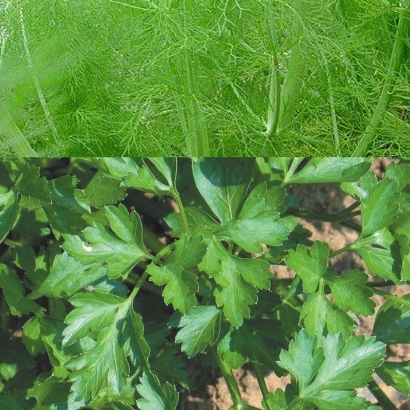 perejil comun  (semillas no tratadas)