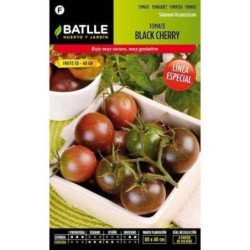 Tomate black cherry