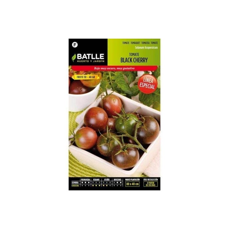 Tomate black cherry