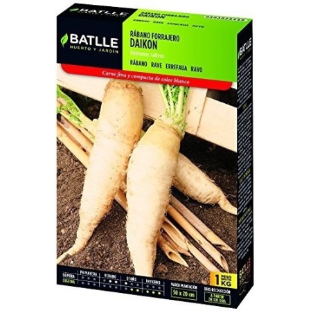 rabano daikon