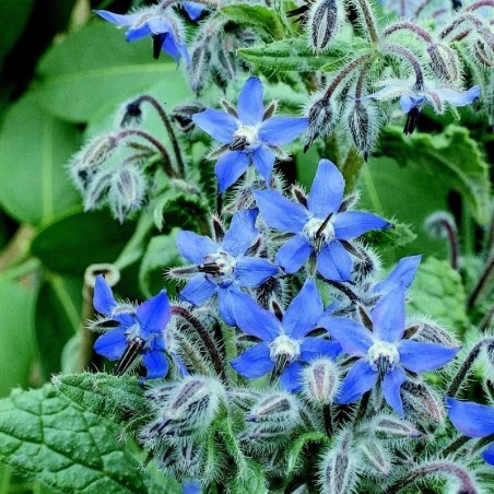 Borraja Officinalis (Semillas no tratadas)