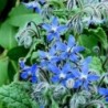 Borraja Officinalis (Semillas no tratadas)