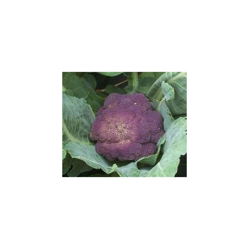 brocoli morado Rosalind (semillas sin tratamiento)