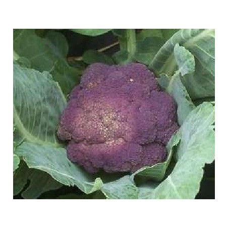 brocoli morado Rosalind (semillas sin tratamiento)