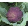 brocoli morado Rosalind (semillas sin tratamiento)