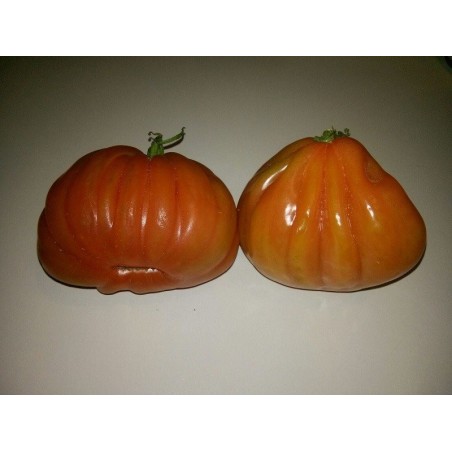 tomate corazÃ³n de buey (acostillado)