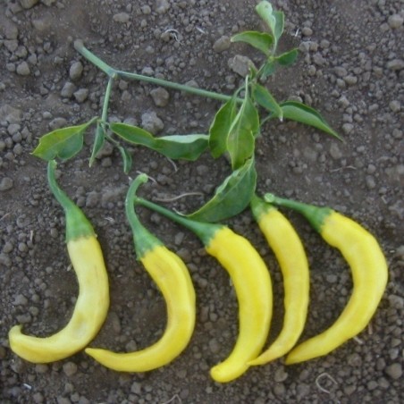 pimiento picante cayena dorada - semillas no tratadas