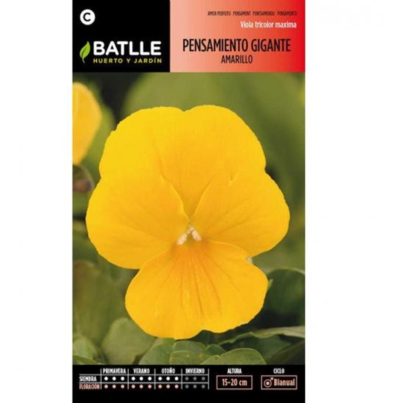 pensamiento gigante amarillo