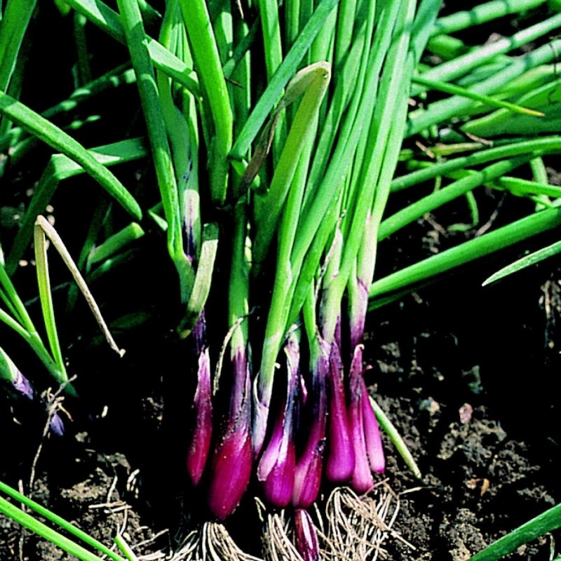Cebolla North Holland Bloodred Redmate