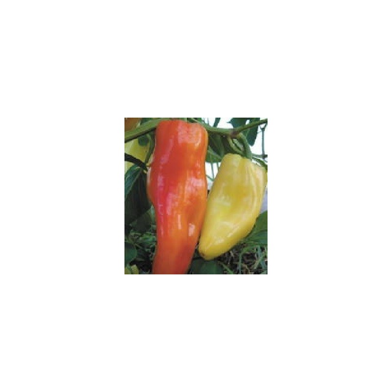 Pimiento Aconcagua - semillas no tratadas