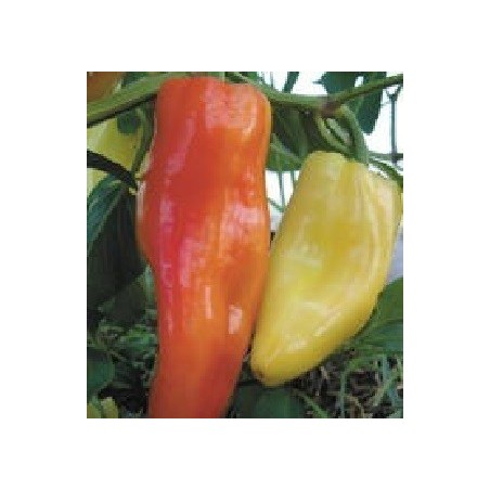 Pimiento Aconcagua - semillas no tratadas