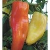 Pimiento Aconcagua - semillas no tratadas