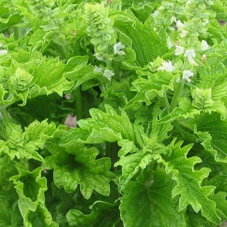 Albahaca Green Ruffles